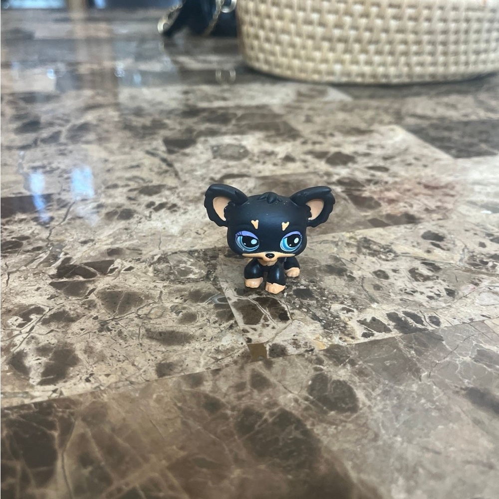 Black and Tan LPS Chihuahua #1571